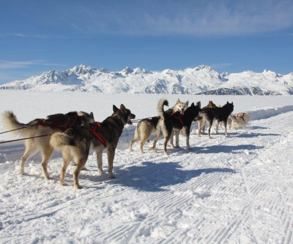 Valmorel-Chiens de traîneaux au plan parc - BD ©Escapades Nordiques (1)